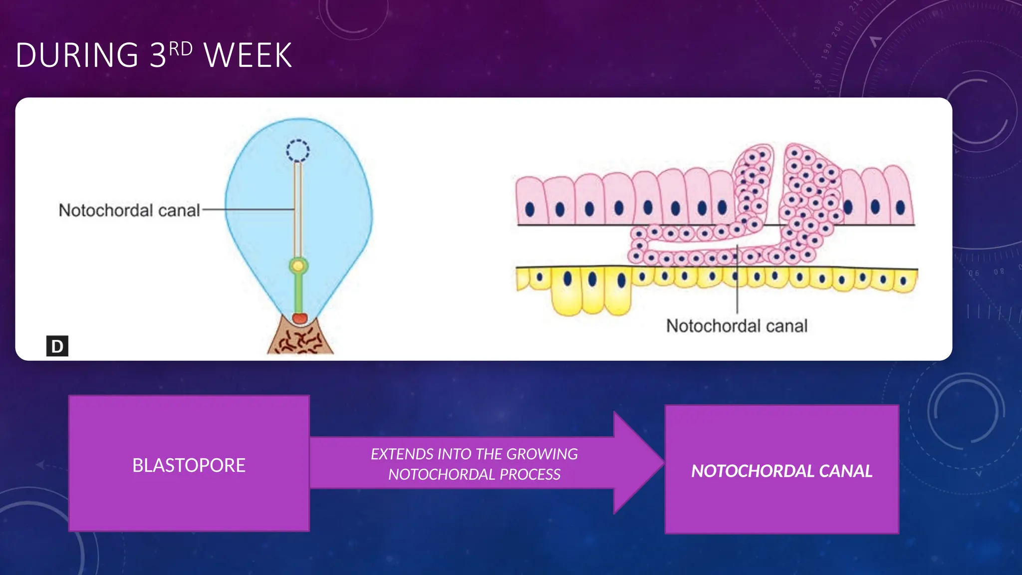 DURING 3RD
WEEK
BLASTOPORE
EXTENDS INTO THE GROWING
NOTOCHORDAL PROCESS NOTOCHORDAL CANAL
 