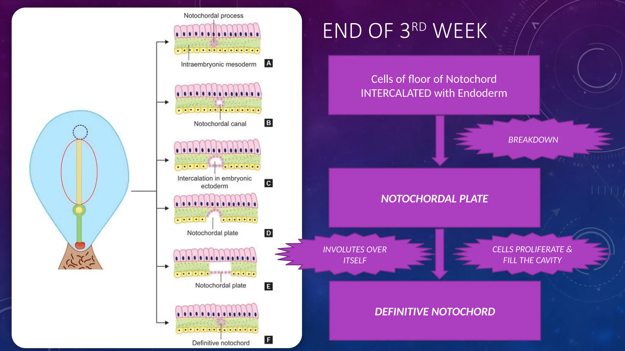 END OF 3RD
WEEK
Cells of floor of Notochord
INTERCALATED with Endoderm
NOTOCHORDAL PLATE
BREAKDOWN
DEFINITIVE NOTOCHORD
INVOLUTES OVER
ITSELF
CELLS PROLIFERATE &
FILL THE CAVITY
 