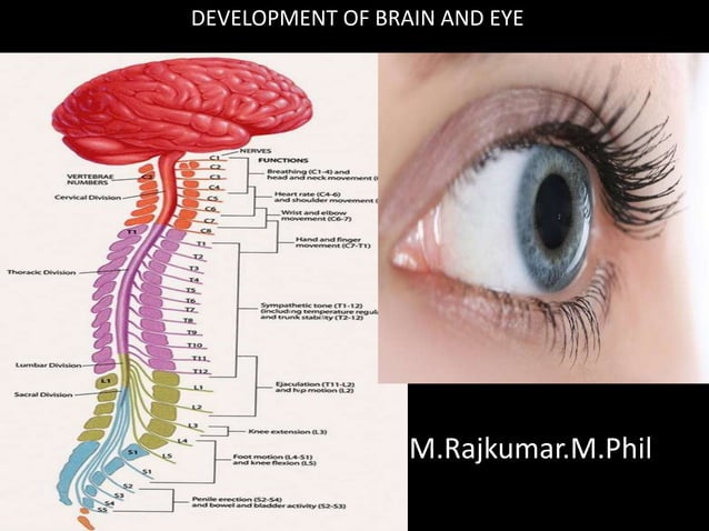 Development of brain and eye | PPT