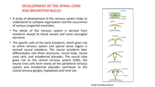 development of brain stem and spinal cord | PDF