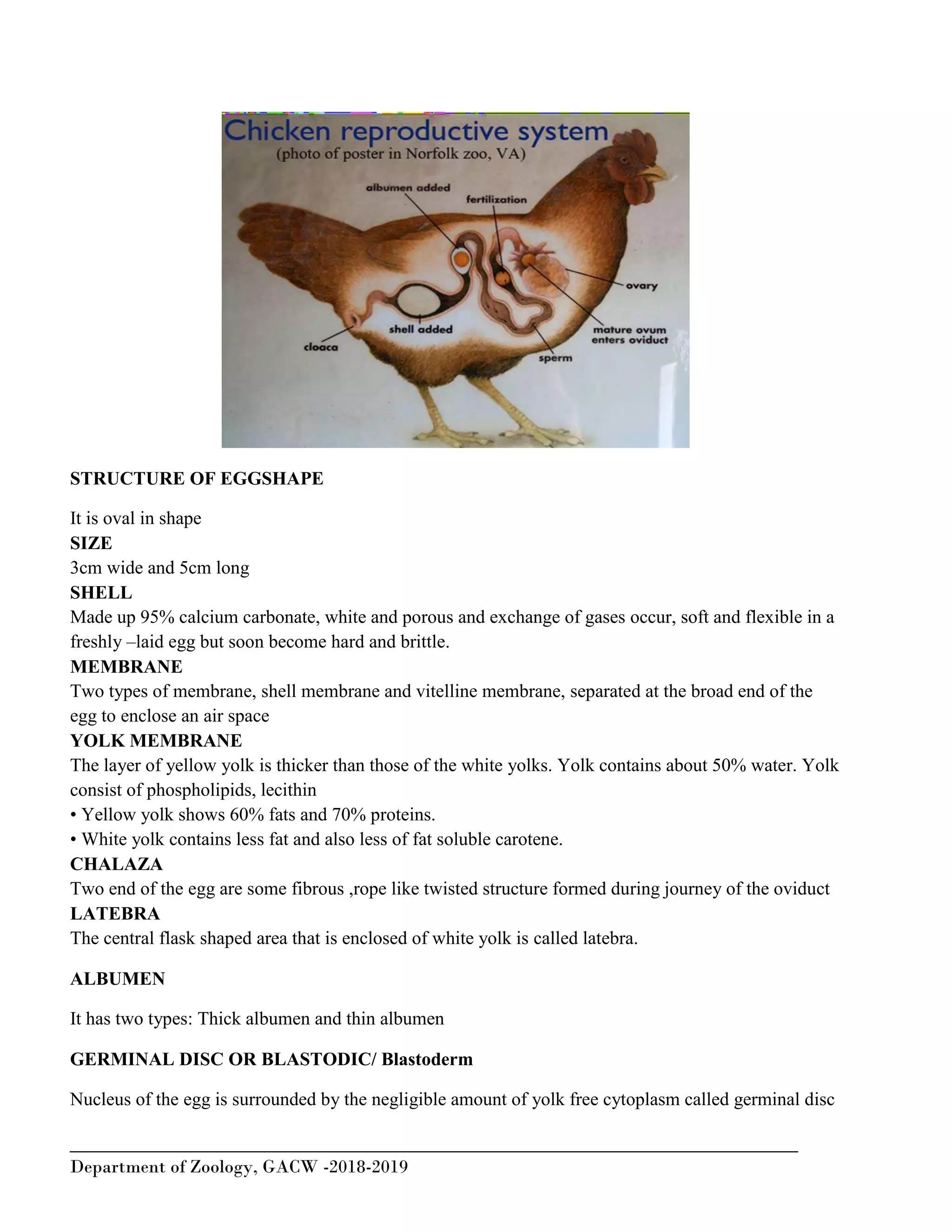 Development of chick | PDF