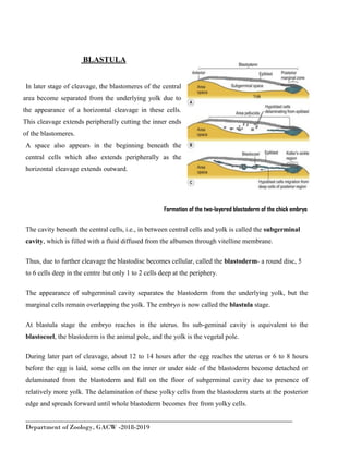 ______________________________________________________________________________
Department of Zoology, GACW -2018-2019
BLASTULA
In later stage of cleavage, the blastomeres of the central
area become separated from the underlying yolk due to
the appearance of a horizontal cleavage in these cells.
This cleavage extends peripherally cutting the inner ends
of the blastomeres.
A space also appears in the beginning beneath the
central cells which also extends peripherally as the
horizontal cleavage extends outward.
Formation of the two-layered blastoderm of the chick embryo
The cavity beneath the central cells, i.e., in between central cells and yolk is called the subgerminal
cavity, which is filled with a fluid diffused from the albumen through vitelline membrane.
Thus, due to further cleavage the blastodisc becomes cellular, called the blastoderm- a round disc, 5
to 6 cells deep in the centre but only 1 to 2 cells deep at the periphery.
The appearance of subgerminal cavity separates the blastoderm from the underlying yolk, but the
marginal cells remain overlapping the yolk. The embryo is now called the blastula stage.
At blastula stage the embryo reaches in the uterus. Its sub-geminal cavity is equivalent to the
blastocoel, the blastoderm is the animal pole, and the yolk is the vegetal pole.
During later part of cleavage, about 12 to 14 hours after the egg reaches the uterus or 6 to 8 hours
before the egg is laid, some cells on the inner or under side of the blastoderm become detached or
delaminated from the blastoderm and fall on the floor of subgerminal cavity due to presence of
relatively more yolk. The delamination of these yolky cells from the blastoderm starts at the posterior
edge and spreads forward until whole blastoderm becomes free from yolky cells.
 