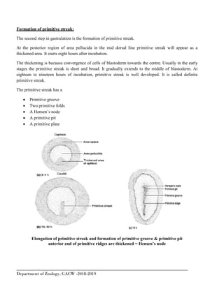 Development of chick | PDF