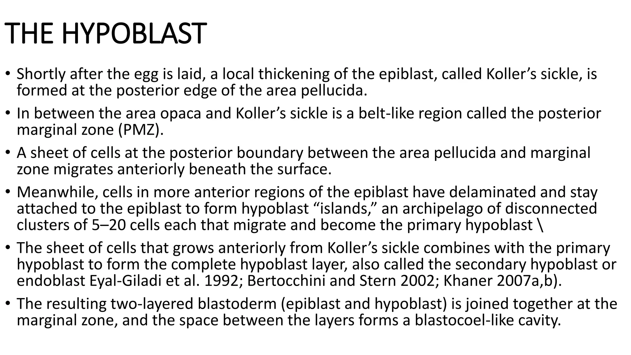 THE HYPOBLAST
• Shortly after the egg is laid, a local thickening of the epiblast, called Koller’s sickle, is
formed at the posterior edge of the area pellucida.
• In between the area opaca and Koller’s sickle is a belt-like region called the posterior
marginal zone (PMZ).
• A sheet of cells at the posterior boundary between the area pellucida and marginal
zone migrates anteriorly beneath the surface.
• Meanwhile, cells in more anterior regions of the epiblast have delaminated and stay
attached to the epiblast to form hypoblast “islands,” an archipelago of disconnected
clusters of 5–20 cells each that migrate and become the primary hypoblast 
• The sheet of cells that grows anteriorly from Koller’s sickle combines with the primary
hypoblast to form the complete hypoblast layer, also called the secondary hypoblast or
endoblast Eyal-Giladi et al. 1992; Bertocchini and Stern 2002; Khaner 2007a,b).
• The resulting two-layered blastoderm (epiblast and hypoblast) is joined together at the
marginal zone, and the space between the layers forms a blastocoel-like cavity.
 