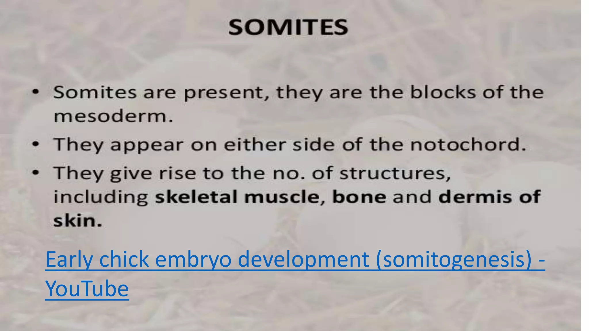 Early chick embryo development (somitogenesis) -
YouTube
 