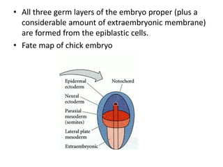• All three germ layers of the embryo proper (plus a
considerable amount of extraembryonic membrane)
are formed from the epiblastic cells.
• Fate map of chick embryo
 