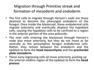 Migration through Primitive streak and
formation of mesoderm and endoderm
• The first cells to migrate through Hensen's node are those
destined to become the pharyngial endoderm of the
foregut. Once inside the blastocoel, these endodermal cells
migrate anteriorly and eventually displace the hypoblast
cells, causing the hypoblast cells to be confined to a region
in the anterior portion of the area pellucida.
• The next cells entering the blastocoel through Hensen's
node also move anteriorly, but they do not move as far
ventrally as the presumptive foregut endodermal cells.
Rather, they remain between the endoderm and the
epiblast to form the head mesenchyme and the prechordal
plate mesoderm.
• These early-ingressing cells all move anteriorly, pushing up
the anterior midline region of the epiblast to form the head
process
 