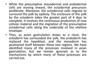 • While the presumptive mesodermal and endodermal
cells are moving inward, the ectodermal precursors
proliferate. Moreover, the ectodermal cells migrate to
surround the yolk by epiboly. The enclosure of the yolk
by the ectoderm takes the greater part of 4 days to
complete. It involves the continuous production of new
cellular material and the migration of the presumptive
ectodermal cells along the underside of the vitelline
envelope.
• Thus, as avian gastrulation draws to a close, the
ectoderm has surrounded the yolk, the endoderm has
replaced the hypoblast, and the mesoderm has
positioned itself between these two regions. We have
identified many of the processes involved in avian
gastrulation, but we remain ignorant as to the
mechanisms by which many of these processes are
carried out.
 