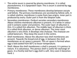 • The entire ovum is covered by plasma membrane. It is called
plasmalemma. It is lipoprotein layer. This is ovum is covered by egg
membranes.
• Primary membranes: These membranes develop between oocyte
and follicle. The primary membranes are secreted by follicle cells. It
is called vitelline, membrane is come from two origins. Inner part is
produced by ovary. Outer part is from the falopian tube.
• Secondary membranes: Oviduct secretes secondary membranes.
Above vitelline membrane albumen is present. It is white in colour
and it contains water and proteins. The outer layer of albumen is
thin. It is called thin albumen. The middle layer of albumen is thick.
It is called thick albumen, or dense albumen. The inner most
albumen is very thick. It develops into chalazae. The chalazae are
called balancers. They keep the ovum in the centre.
• Shell membranes: Above the albumen two shell membranes are
present. Towards the broad end of egg, in between the shell
membranes an air space is present. This air space is formed when
egg is laid cooled from 60°C to lesser temperature.
• Shell: Above the shell membranes a shell is present, it is porous in
nature. It is calcareous. This porous shell is useful for exchange of
gases. In a freshly laid hen's egg shell is soft. Very soon it becomes
hard. L
 