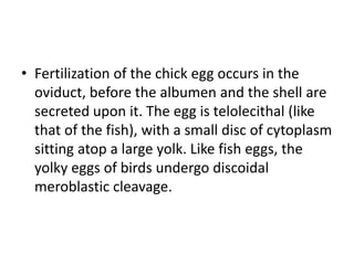 • Fertilization of the chick egg occurs in the
oviduct, before the albumen and the shell are
secreted upon it. The egg is telolecithal (like
that of the fish), with a small disc of cytoplasm
sitting atop a large yolk. Like fish eggs, the
yolky eggs of birds undergo discoidal
meroblastic cleavage.
 