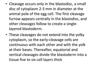 • Cleavage occurs only in the blastodisc, a small
disc of cytoplasm 2-3 mm in diameter at the
animal pole of the egg cell. The first cleavage
furrow appears centrally in the blastodisc, and
other cleavages follow to create a single-
layered blastoderm.
• These cleavages do not extend into the yolky
cytoplasm, so the early-cleavage cells are
continuous with each other and with the yolk
at their bases. Thereafter, equatorial and
vertical cleavages divide the blastoderm into a
tissue five to six cell layers thick
 