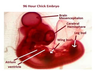 Development of chick embryo by tauqeer ahmad | PPTX