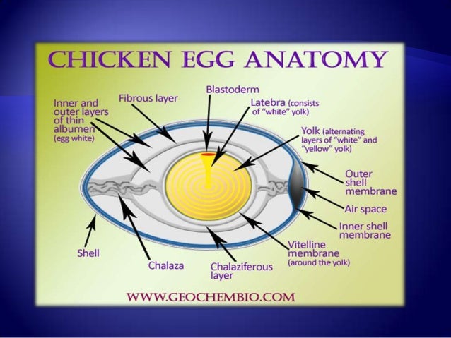 Development Of Chick Powerpoint