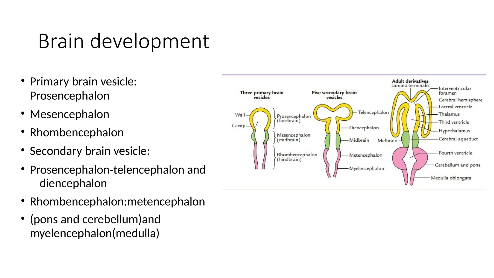 Brain development
• Primary brain vesicle:
Prosencephalon
• Mesencephalon
• Rhombencephalon
• Secondary brain vesicle:
• Prosencephalon-telencephalon and
diencephalon
• Rhombencephalon:metencephalon
• (pons and cerebellum)and
myelencephalon(medulla)
 