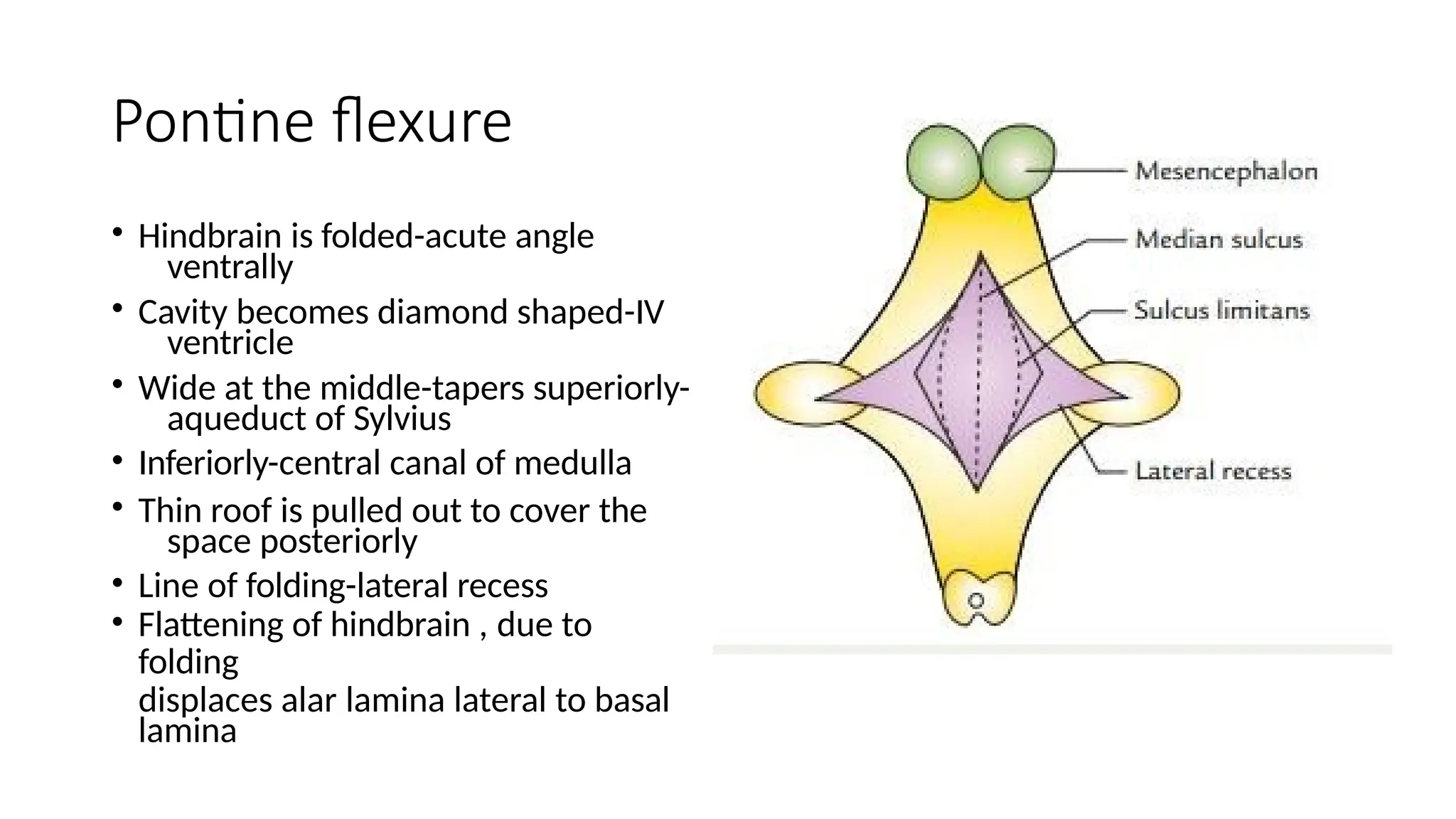 Pontine flexure
• Hindbrain is folded-acute angle
ventrally
• Cavity becomes diamond shaped-IV
ventricle
• Wide at the middle-tapers superiorly-
aqueduct of Sylvius
• Inferiorly-central canal of medulla
• Thin roof is pulled out to cover the
space posteriorly
• Line of folding-lateral recess
• Flattening of hindbrain , due to
folding
displaces alar lamina lateral to basal
lamina
 