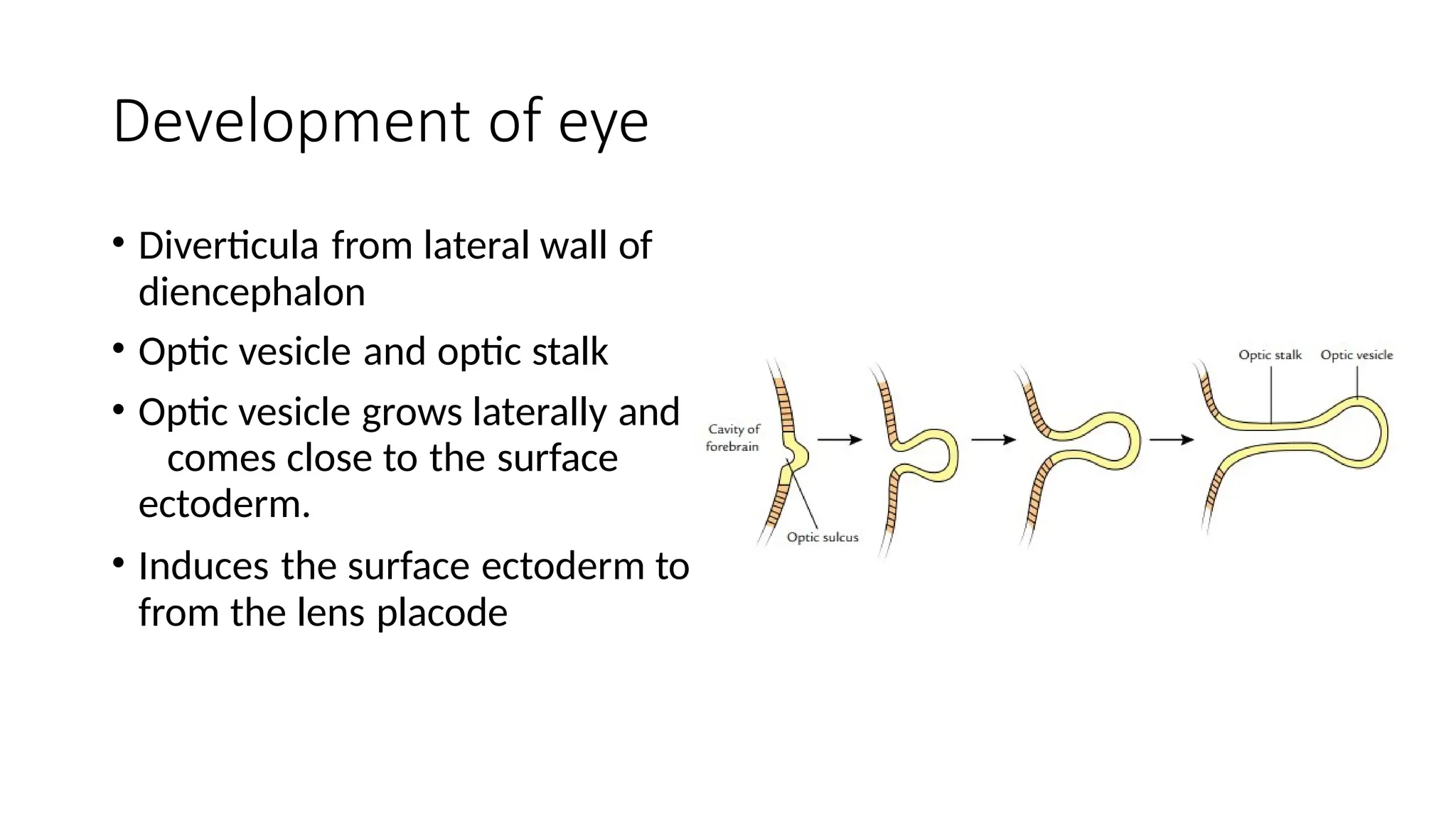 Development of eye
• Diverticula from lateral wall of
diencephalon
• Optic vesicle and optic stalk
• Optic vesicle grows laterally and
comes close to the surface
ectoderm.
• Induces the surface ectoderm to
from the lens placode
 