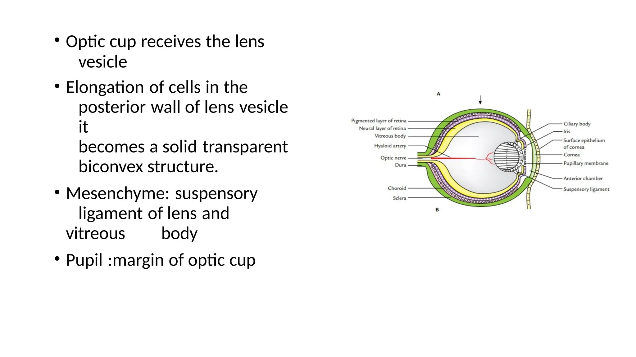 • Optic cup receives the lens
vesicle
• Elongation of cells in the
posterior wall of lens vesicle
it
becomes a solid transparent
biconvex structure.
• Mesenchyme: suspensory
ligament of lens and
vitreous body
• Pupil :margin of optic cup
 