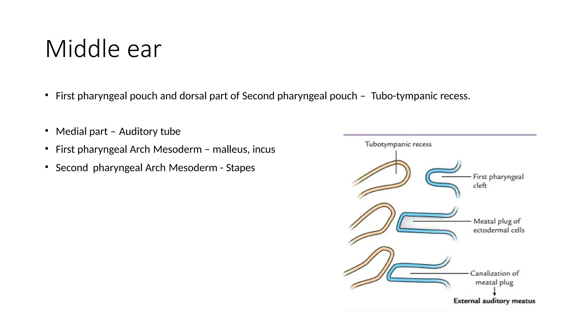 Middle ear
• First pharyngeal pouch and dorsal part of Second pharyngeal pouch – Tubo-tympanic recess.
• Medial part – Auditory tube
• First pharyngeal Arch Mesoderm – malleus, incus
• Second pharyngeal Arch Mesoderm - Stapes
 