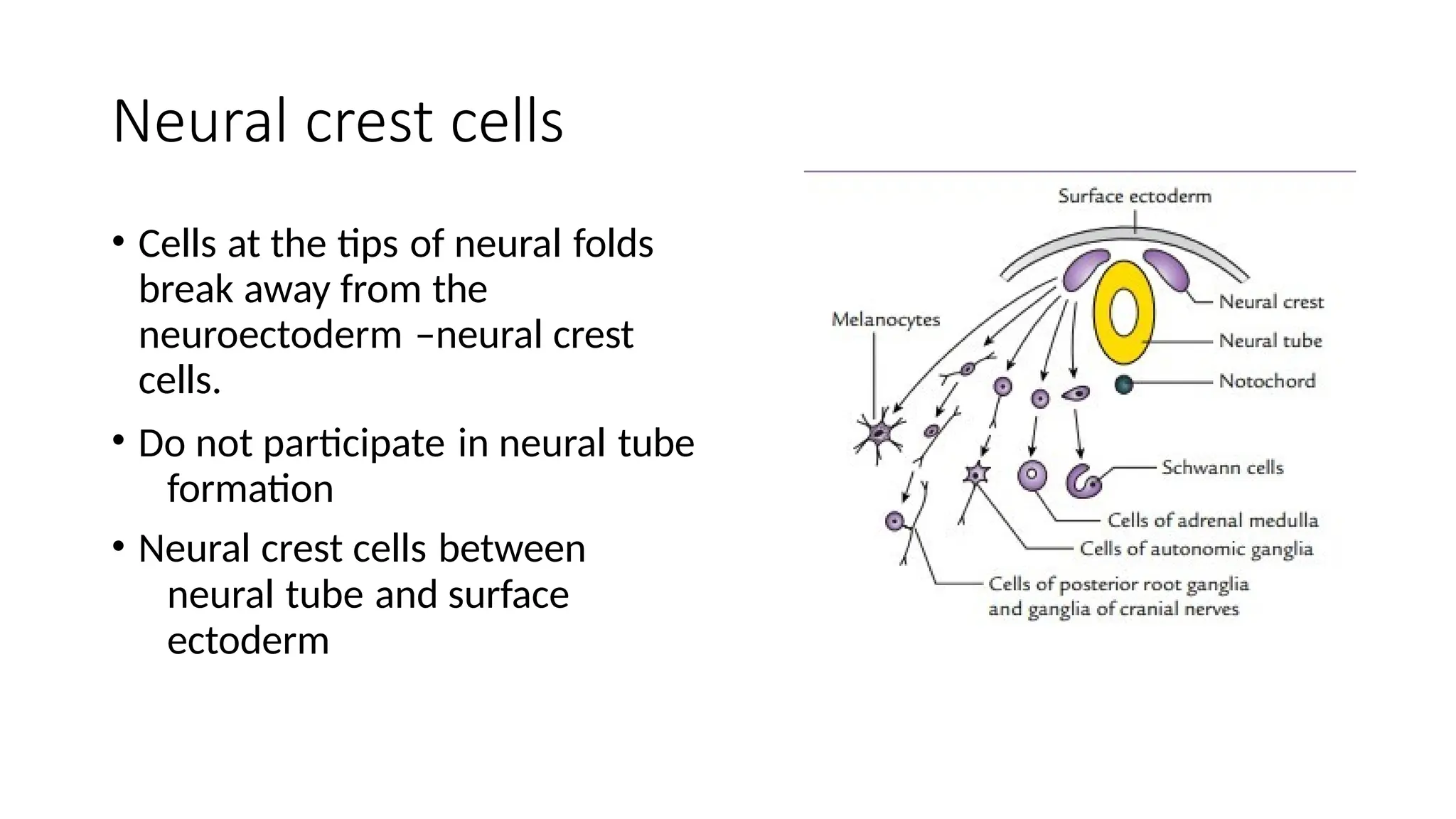 Neural crest cells
• Cells at the tips of neural folds
break away from the
neuroectoderm –neural crest
cells.
• Do not participate in neural tube
formation
• Neural crest cells between
neural tube and surface
ectoderm
 