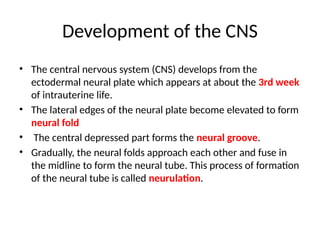 Development of CNS neural tube and neural crest with congenital ...
