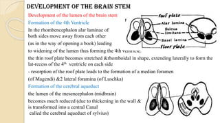 Development of CNS embryology for medical students | PDF