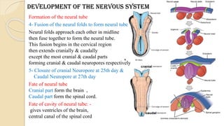 Cns Development Development of CNS embryology for medical students | PDF