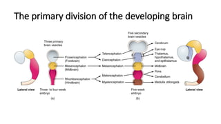 The primary division of the developing brain
 