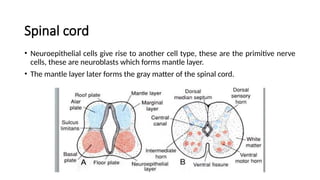 Spinal cord
• Neuroepithelial cells give rise to another cell type, these are the primitive nerve
cells, these are neuroblasts which forms mantle layer.
• The mantle layer later forms the gray matter of the spinal cord.
 