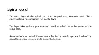 Spinal cord
• The outer layer of the spinal cord, the marginal layer, contains nerve fibers
emerging from neuroblasts in the mantle layer.
• This layer takes white appearance and therefore called the white matter of the
spinal cord.
• As a result of continue addition of neuroblast to the mantle layer, each side of the
neural tube show a ventral and a dorsal thickening.
 