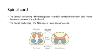 Spinal cord
• The ventral thickening - the Basal plates - contain ventral motor horn cells - form
the motor areas of the spinal cord.
• The dorsal thickening - the Alar plates - form sensory areas.
 