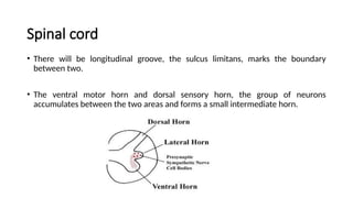 Spinal cord
• There will be longitudinal groove, the sulcus limitans, marks the boundary
between two.
• The ventral motor horn and dorsal sensory horn, the group of neurons
accumulates between the two areas and forms a small intermediate horn.
 