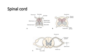 Spinal cord
 