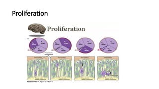 Proliferation
 