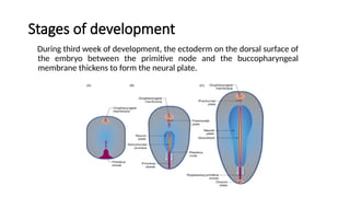 Stages of development
During third week of development, the ectoderm on the dorsal surface of
the embryo between the primitive node and the buccopharyngeal
membrane thickens to form the neural plate.
 