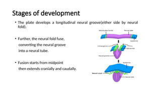 Stages of development
• The plate develops a longitudinal neural groove(either side by neural
fold).
• Further, the neural fold fuse,
converting the neural groove
into a neural tube.
• Fusion starts from midpoint
then extends cranially and caudally.
 