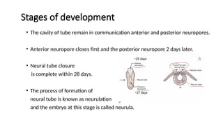 Stages of development
• The cavity of tube remain in communication anterior and posterior neuropores.
• Anterior neuropore closes first and the posterior neuropore 2 days later.
• Neural tube closure
is complete within 28 days.
• The process of formation of
neural tube is known as neurulation
and the embryo at this stage is called neurula.
 
