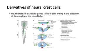 Derivatives of neural crest cells:
• Neural crest are bilaterally paired strips of cells arising in the ectoderm
at the margins of the neural tube.
 
