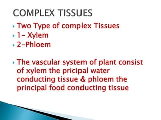  Two Type of complex Tissues
 1- Xylem
 2-Phloem
 The vascular system of plant consist
of xylem the pricipal water
conducting tissue & phloem the
principal food conducting tissue
 