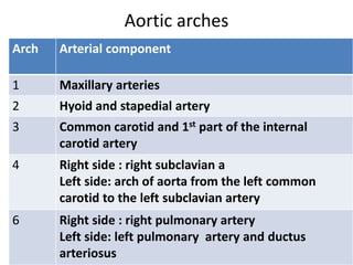 Aortic arches
Arch Arterial component
1 Maxillary arteries
2 Hyoid and stapedial artery
3 Common carotid and 1st part of the internal
carotid artery
4 Right side : right subclavian a
Left side: arch of aorta from the left common
carotid to the left subclavian artery
6 Right side : right pulmonary artery
Left side: left pulmonary artery and ductus
arteriosus
 