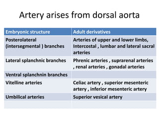Artery arises from dorsal aorta
Embryonic structure Adult derivatives
Posterolateral
(intersegmental ) branches
Arteries of upper and lower limbs,
Intercostal , lumbar and lateral sacral
arteries
Lateral splanchnic branches Phrenic arteries , suprarenal arteries
, renal arteries , gonadal arteries
Ventral splanchnin branches
Vitelline arteries Celiac artery , superior mesenteric
artery , inferior mesenteric artery
Umbilical arteries Superior vesical artery
 