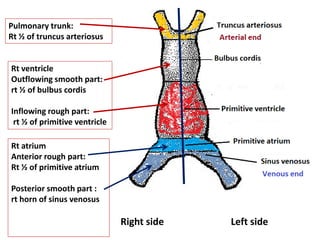 Pulmonary trunk:
Rt ½ of truncus arteriosus
Rt ventricle
Outflowing smooth part:
rt ½ of bulbus cordis
Inflowing rough part:
rt ½ of primitive ventricle
Rt atrium
Anterior rough part:
Rt ½ of primitive atrium
Posterior smooth part :
rt horn of sinus venosus
Right side Left side
 