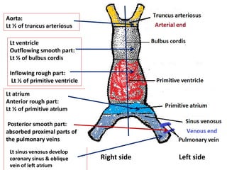 Aorta:
Lt ½ of truncus arteriosus
Lt ventricle
Outflowing smooth part:
Lt ½ of bulbus cordis
Inflowing rough part:
Lt ½ of primitive ventricle
Lt atrium
Anterior rough part:
Lt ½ of primitive atrium
Posterior smooth part:
absorbed proximal parts of
the pulmonary veins
Right side Left side
Lt sinus venosus develop
coronary sinus & oblique
vein of left atrium
 