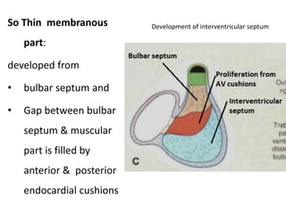Development of interventricular septum
So Thin membranous
part:
developed from
• bulbar septum and
• Gap between bulbar
septum & muscular
part is filled by
anterior & posterior
endocardial cushions
 