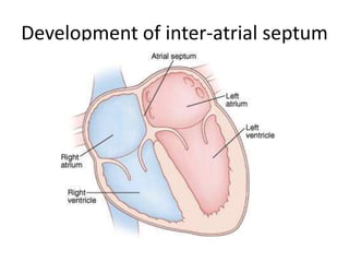Development of inter-atrial septum
 