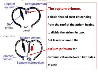 The septum primum,
a sickle shaped crest descending
from the roof of the atrium begins
to divide the atrium in two.
But leaves a lumen the
ostium primum for
communication between two sides
of atria
 
