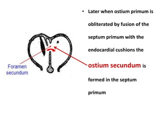 • Later when ostium primum is
obliterated by fusion of the
septum primum with the
endocardial cushions the
ostium secundum is
formed in the septum
primum
 