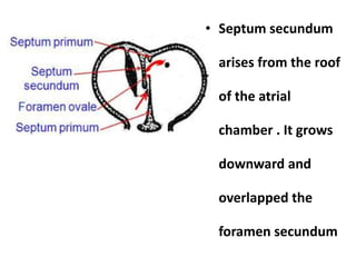 • Septum secundum
arises from the roof
of the atrial
chamber . It grows
downward and
overlapped the
foramen secundum
 