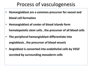 Process of vasculogenesis
• Hemangioblast are a common precursor for veesel and
blood cell formation
• Hemangioblast of center of blood islands form
hematopoietic stem cells , the precursor of all blood cells
• The peripheral hemangioblast differentiate into
angioblasts , the precursor of blood vessels
• Angioblast is converted into endothelial cells by VEGF
secreted by surrounding mesoderm cells
 