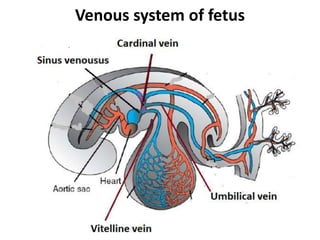 Venous system of fetus
 
