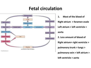 Fetal circulation
1. Most of the blood of
Right atrium > foramen ovale
Left atrium > left ventricle >
aorta
2. Less amount of blood of
Right atrium> right ventricle >
pulmonary trunk > lungs >
pulmonary vein > left atrium >
left ventricle > aorta
 